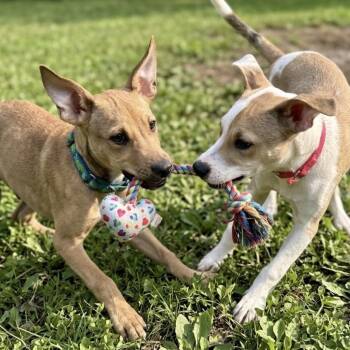 Scout -  Feist and Mountain Cur Dog for Adoption in Latham, New York - Scout | PetCurious