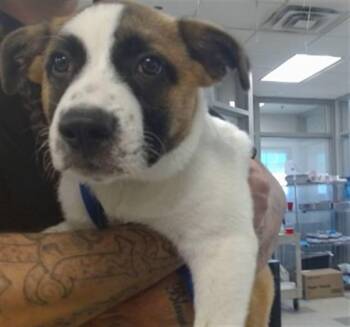 A480189 -  Saint Bernard Dog for Adoption in Oklahoma City, Oklahoma - A480189 | PetCurious