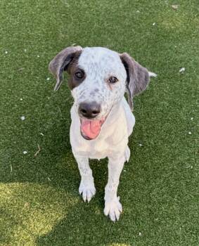 Clemmy -  Shepherd and Hound Dog for Adoption in Gallatin, Tennessee - Clemmy | PetCurious