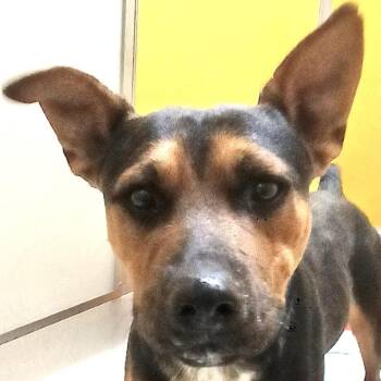 Buddy -  German Shepherd Dog and Rottweiler Dog for Adoption in San Luis, Colorado - Buddy | PetCurious