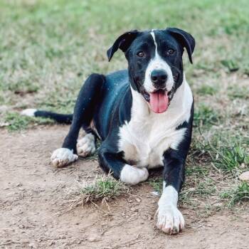 Rescue Catahoula Leopard Dog and Great Dane Dogs for Adoption in Parrish, Alabama - Jonesy | PetCurious