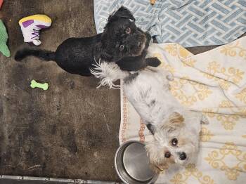 Chorkie Dogs Available for Adoption in Kalamazoo, Michigan - Zeb And Zena | PetCurious