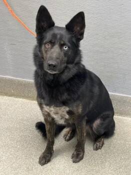 TOAST -  German Shepherd Dog Dog for Adoption in Las Vegas, Nevada - TOAST | PetCurious