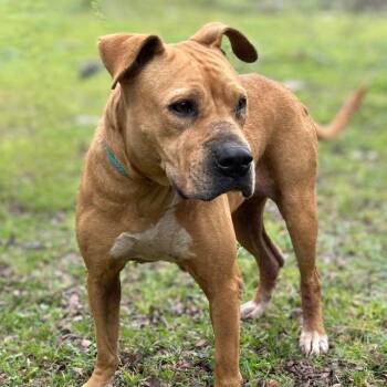 Rescue Boxer Dogs for Adoption in Kempner, Texas - Spirit | PetCurious