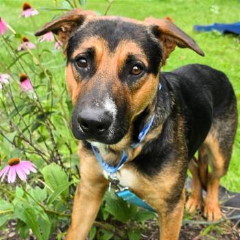 Jester -  Mixed Breed Dog for Adoption in Owosso, Michigan - Jester | PetCurious