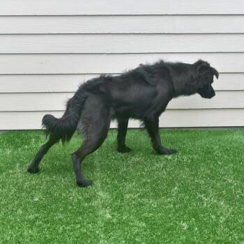 Bear -  Shepherd and Labrador Retriever Dog for Adoption in Ottawa, Kansas - Bear | PetCurious