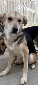 Hound and Shepherd Dogs Available for Adoption in Lexington, Kentucky - Brittany  | PetCurious