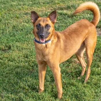 FAYE -  German Shepherd Dog and Mixed Breed Dog for Adoption in St. Louis, Missouri - FAYE | PetCurious