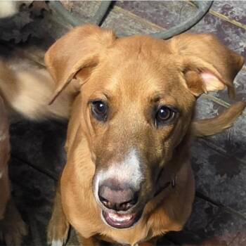 Mixed Breed Dogs Available for Adoption - Duna | PetCurious