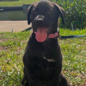 Maisle -  Labrador Retriever Dog for Adoption in Clearwater, Florida - Maisle | PetCurious