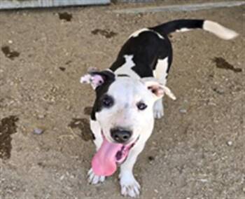 DOMINO -  Labrador Retriever and German Shepherd Dog Dog for Adoption in South Lake Tahoe, California - DOMINO | PetCurious