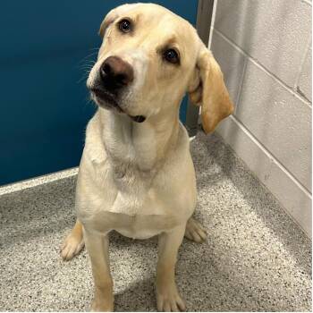 Mixed Breed Dogs Available for Adoption - NILLA  Available NOW - ADOPTION Or RESCUE! | PetCurious