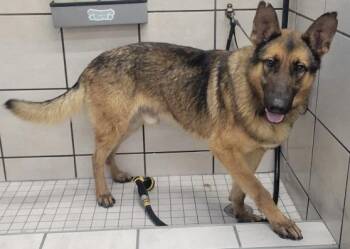 German Shepherd Dog Dogs Available for Adoption in Rome, Georgia - Huckleberry | PetCurious