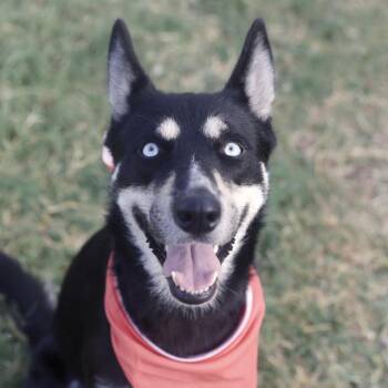 ROXANNE -  Husky Dog for Adoption in San Antonio, Texas - ROXANNE | PetCurious
