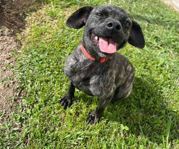 Mixed Breed Dogs Available for Adoption - Perdita | PetCurious