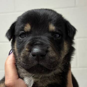 Jimi -  Carolina Dog Dog for Adoption in Corpus Christi, Texas - Jimi | PetCurious