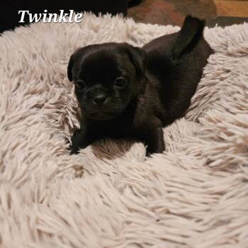 Rescue Pug and Miniature Schnauzer Dogs for Adoption in Lafayette, California - Twinkle | PetCurious