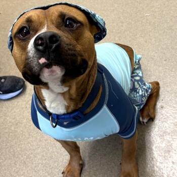 Pit Bull Terrier Dogs Available for Adoption - Nitrogen | PetCurious