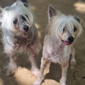 BRI -  Chinese Crested Dog Dog for Adoption in Athens, Alabama - BRI | PetCurious