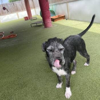 Rescue Giant Schnauzer and Black Labrador Retriever Dogs for Adoption in Houston, Texas - Rufus | PetCurious