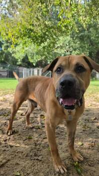 Luka -  Labrador Retriever and Mixed Breed Dog for Adoption in Hampton, Virginia - Luka | PetCurious