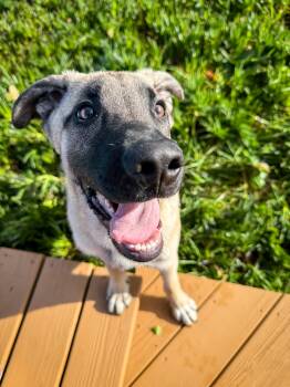 German Shepherd Dog Dogs Available for Adoption - Mo | PetCurious