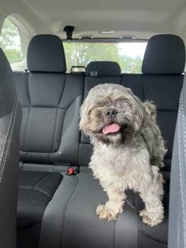 Walter -  Mixed Breed Dog for Adoption in West Chester, Pennsylvania - Walter | PetCurious