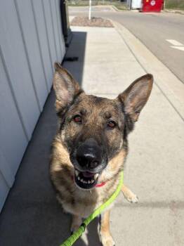Mixed Breed Dogs Available for Adoption in Minot, North Dakota - Luna | PetCurious