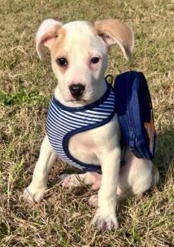 Rescue Hound and Mixed Breed Dogs for Adoption in Columbia, South Carolina - Shivers | PetCurious