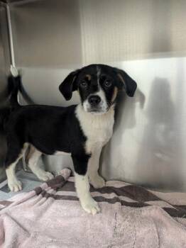 Mixed Breed Dogs Available for Adoption in Louisburg, North Carolina - Bo-Berry | PetCurious