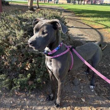 Sage -  Cane Corso and Mixed Breed Dog for Adoption in Pasadena, California - Sage | PetCurious