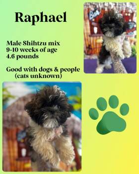 Rescue Shih Tzu Dogs for Adoption in Manchester, Connecticut - Raphael | PetCurious