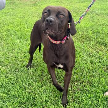 Chloe -  Mixed Breed Dog for Adoption in Corinth, Mississippi - Chloe | PetCurious