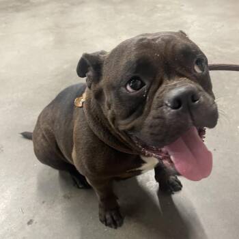 Candance -  English Bulldog and Mixed Breed Dog for Adoption in Tampa, Florida - Candance | PetCurious