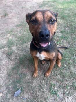 Connie -  Cattle Dog and Mixed Breed Dog for Adoption in Little Rock, Arkansas - Connie | PetCurious
