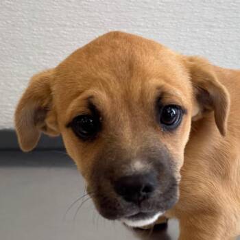 107573 -  Mixed Breed Dog for Adoption in Las Cruces, New Mexico - 107573 | PetCurious