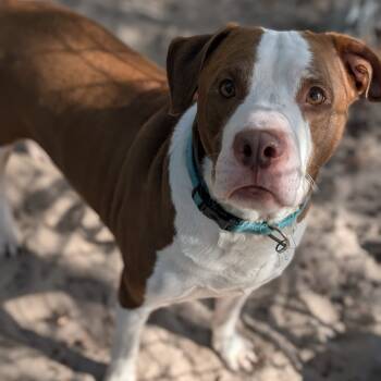 Rescue Mixed Breed Dogs for Adoption in Middleburg, Florida - Reilly 28209 | PetCurious