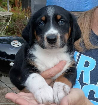 Rescue Beagle Dogs for Adoption in Livonia, Michigan - D126 Litter Labatt | PetCurious
