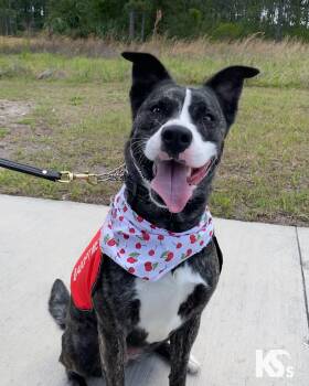 Australian Cattle Dog Blue Heeler and Husky Dogs Available for Adoption - Denali | PetCurious