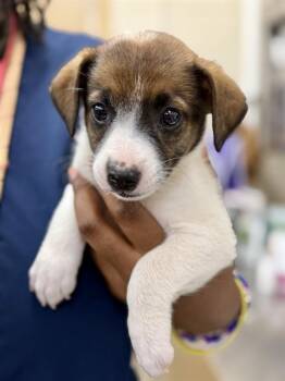 Zoey (53604) -  Border Collie and Jack Russell Terrier Dog for Adoption in Columbia, Maryland - Zoey (53604) | PetCurious