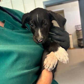 Key Lime Pie -  Mixed Breed Dog for Adoption in Huntington, West Virginia - Key Lime Pie | PetCurious