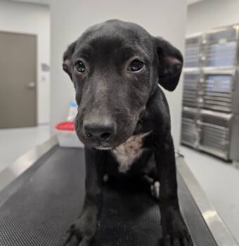 Rescue Australian Cattle Dog Blue Heeler Dogs for Adoption in Wellington, Kansas - Pistol | PetCurious