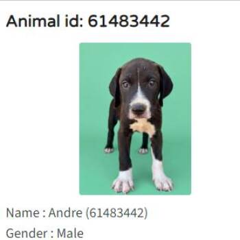 Andre -  Labrador Retriever Dog for Adoption in Austin, Texas - Andre | PetCurious