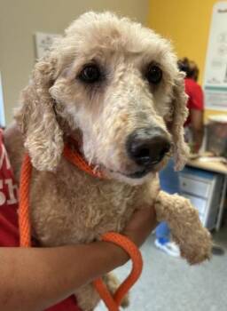 Paisley -  Poodle and Mixed Breed Dog for Adoption in Kansas City, Missouri - Paisley | PetCurious