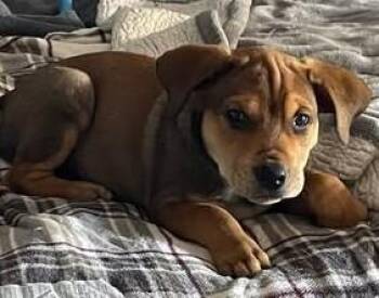 Rescue Mixed Breed Dogs for Adoption in Chino Valley, Arizona - Keith | PetCurious