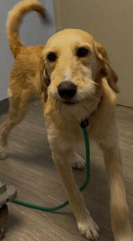 Labrador Retriever and Poodle Dogs Available for Adoption - Remi | PetCurious