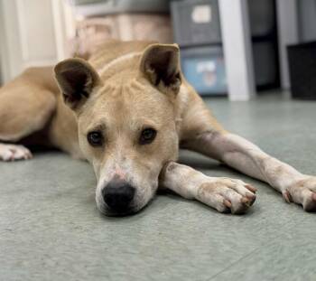 Rescue Golden Retriever and Pit Bull Terrier Dogs for Adoption in Danielsville, Georgia - Honey | PetCurious