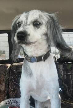 Murphy -  Havanese Dog for Adoption in Washington, District Of Columbia - Murphy | PetCurious