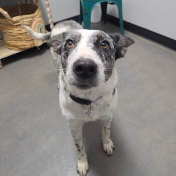 Bella -  Border Collie and Australian Cattle Dog Blue Heeler Dog for Adoption in Normal, Illinois - Bella | PetCurious
