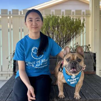 Zazu -  French Bulldog Dog for Adoption in Pacific Grove, California - Zazu | PetCurious